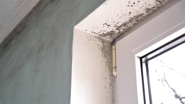 Best Airborne Mold Testing  in Jacksonville, FL