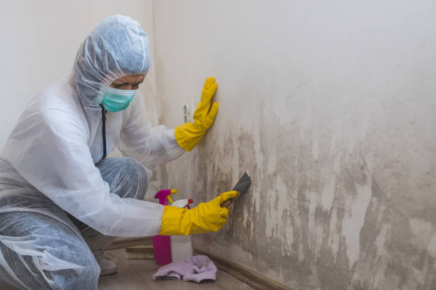 Reliable Jacksonville, FL Mold Removal Solutions
