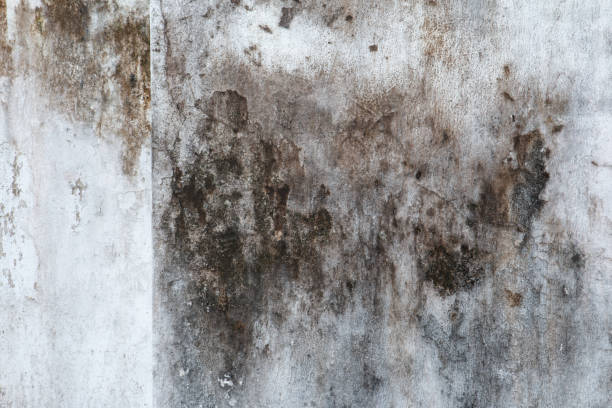 Best Mold Remediation for Healthcare Facilities  in Jacksonville, FL