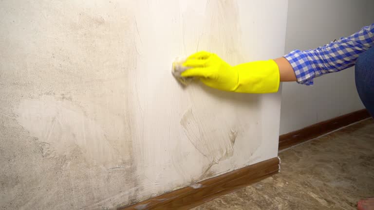 Best Environmental Consulting for Mold Prevention  in Jacksonville, FL