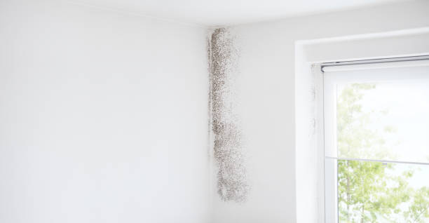 Best Mold Documentation for Insurance Claims  in Jacksonville, FL