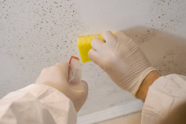 Best Black Mold Removal  in Jacksonville, FL