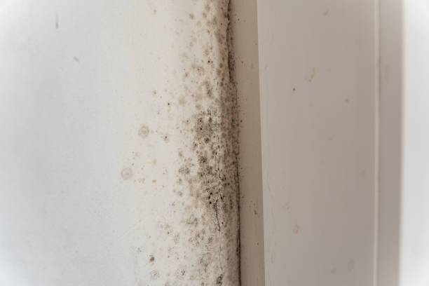 Best Biohazard Mold Removal  in Jacksonville, FL