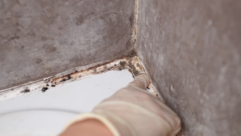 Best Mold Damage Restoration  in Jacksonville, FL